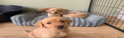 Labrador Retriever dogs for sale: KC Labrador Black/Dark yellow 🐾 - Advert 13
