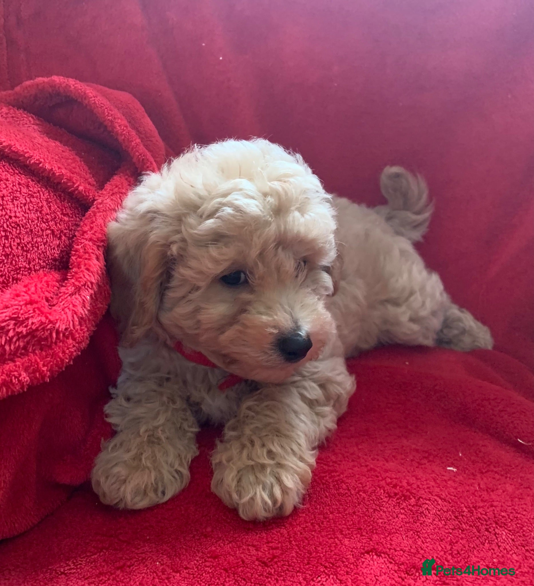 Poochon dogs Outstanding Poochon puppies  - Advert 1