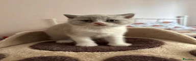 British Shorthair 1