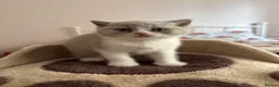 British Shorthair cats for sale: GCCF registered British Shorthair Kittens in Larne - Advert 2
