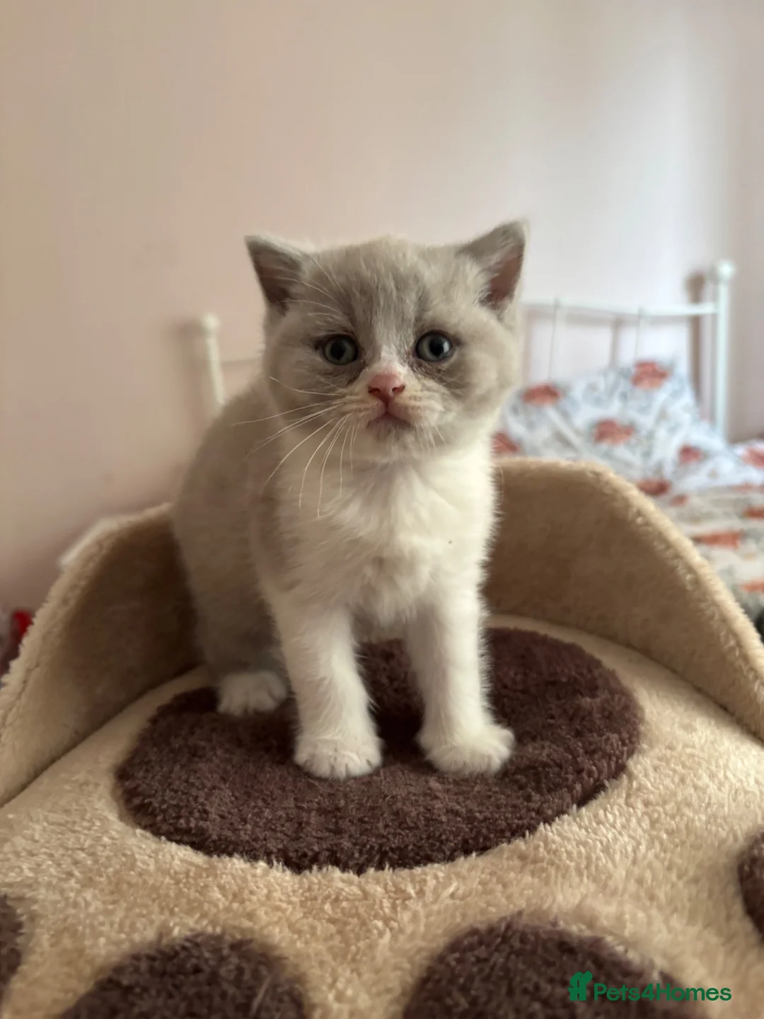 British Shorthair cats for sale: GCCF registered British Shorthair Kittens in Larne - Advert 2