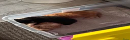 Mixed Breed cats for sale: 1 fluffy black girl is looking for a home - Advert 4