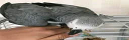 Parrots birds for sale: Young tamed and talking African Grey parrots - Advert 3