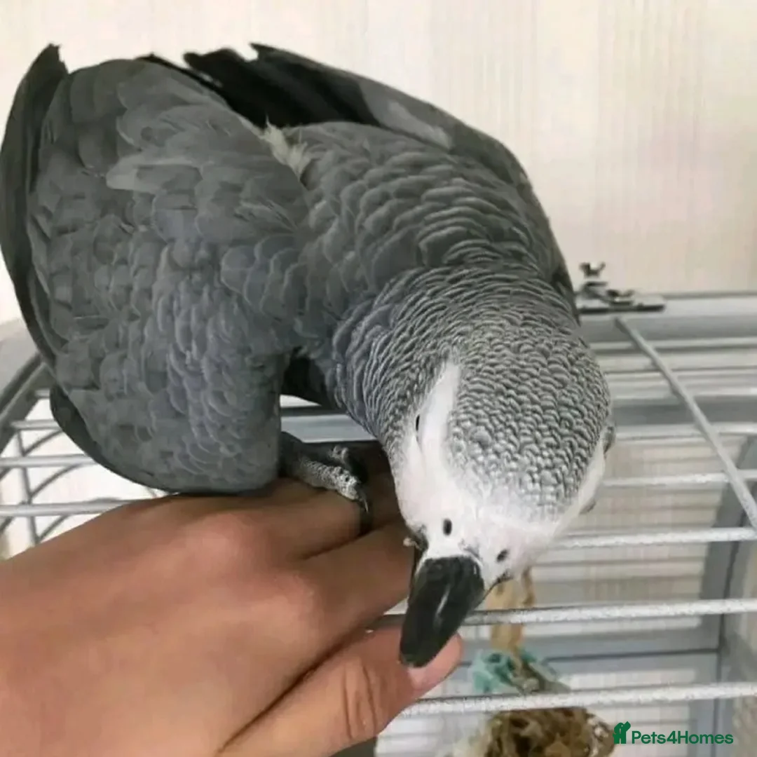 Parrots birds for sale: Young tamed and talking African Grey parrots - Advert 3