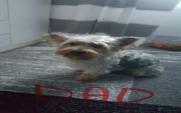 Yorkshire Terrier dogs for sale: Miniature Yorkshire Terrier  - Image 9