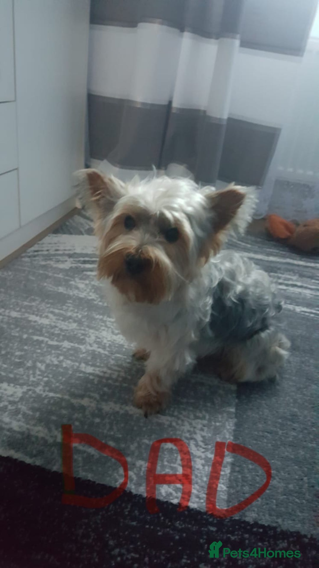 Yorkshire Terrier dogs for sale: Miniature Yorkshire Terrier  - Image 9