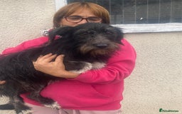 Mixed Breed dogs for adoption: Meet MARIA (!) - a Beautiful and Affectionate Girl - Image 5