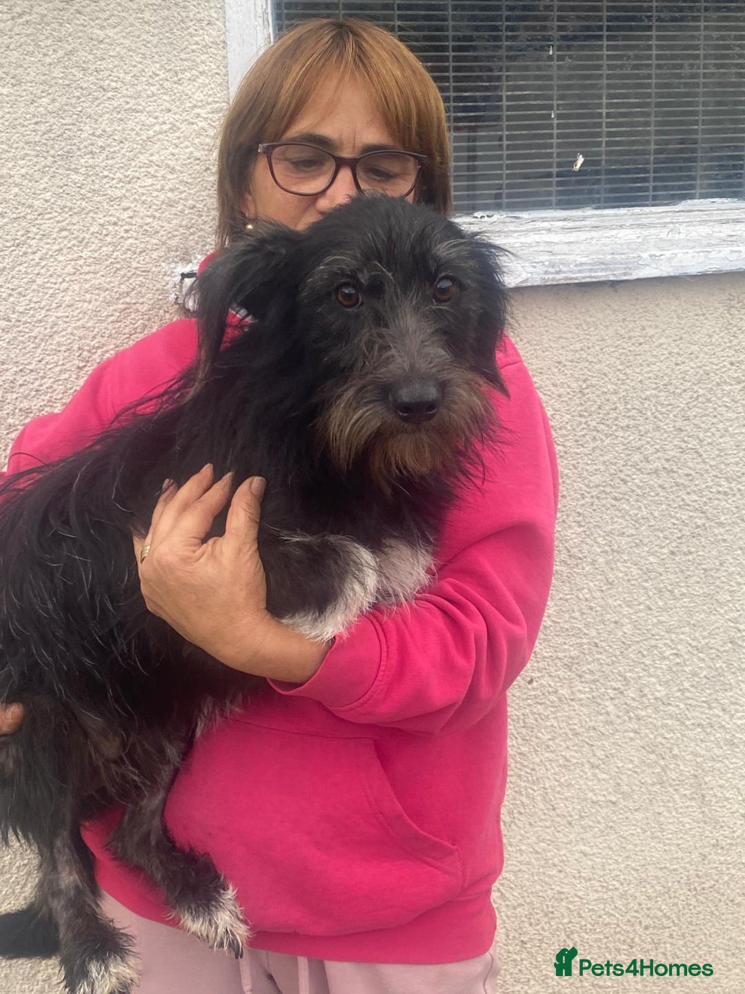 Mixed Breed dogs for adoption: Meet MARIA (!) - a Beautiful and Affectionate Girl - Image 5