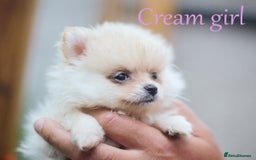 Pomeranian dogs for sale: KC Pomeranian puppies (Korean lines) - Image 31