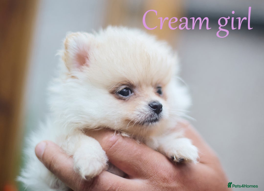 Pomeranian dogs for sale: KC Pomeranian puppies (Korean lines) - Image 31