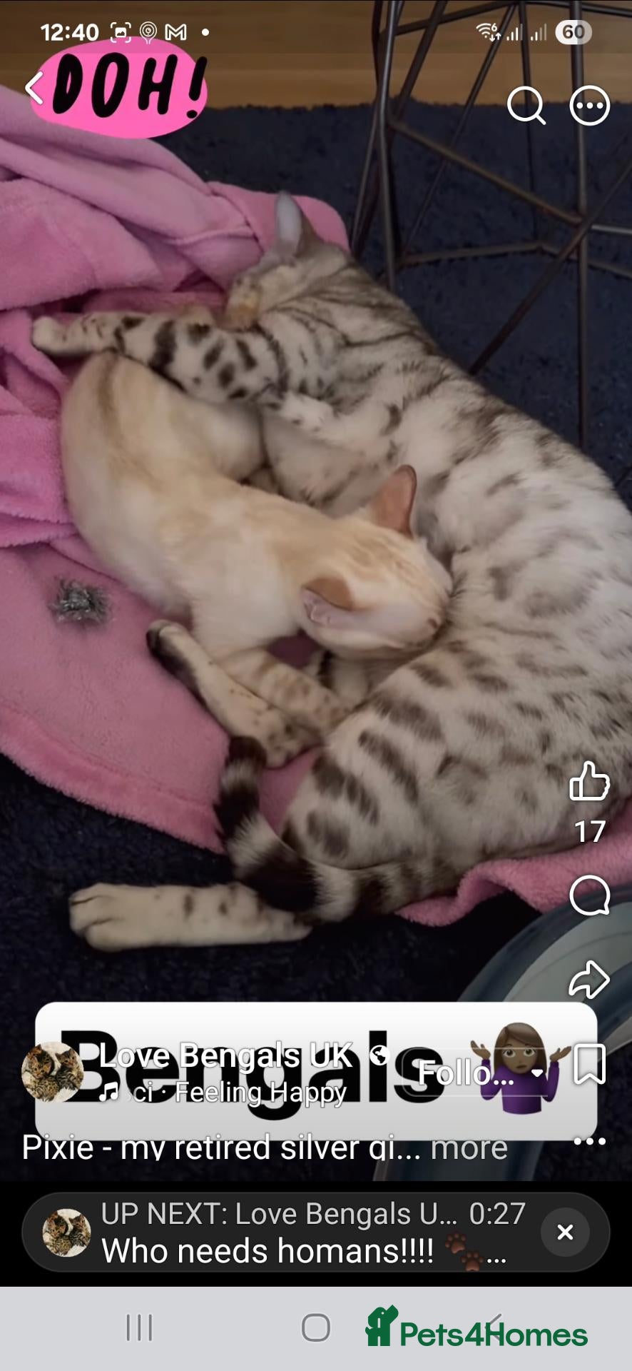 Bengal cats Snow lynx female  - Advert 8