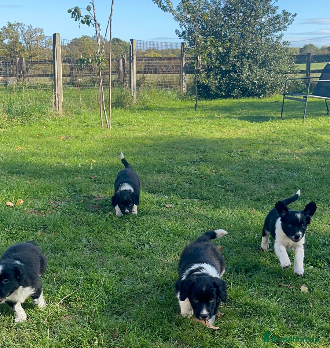 Mixed Breed dogs for sale: ⚫️ Well-natured, healthy Sprollies ⚪️ - Image 6