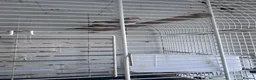 Finches birds for sale: Zebra finches  in Harrow - Advert 6