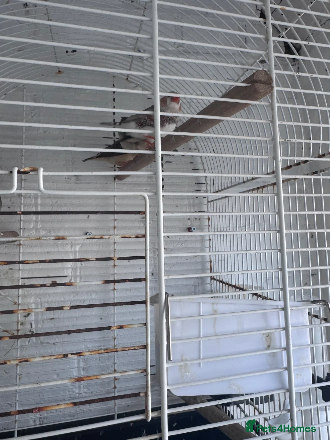Finches birds for sale: Zebra finches  in Harrow - Advert 6