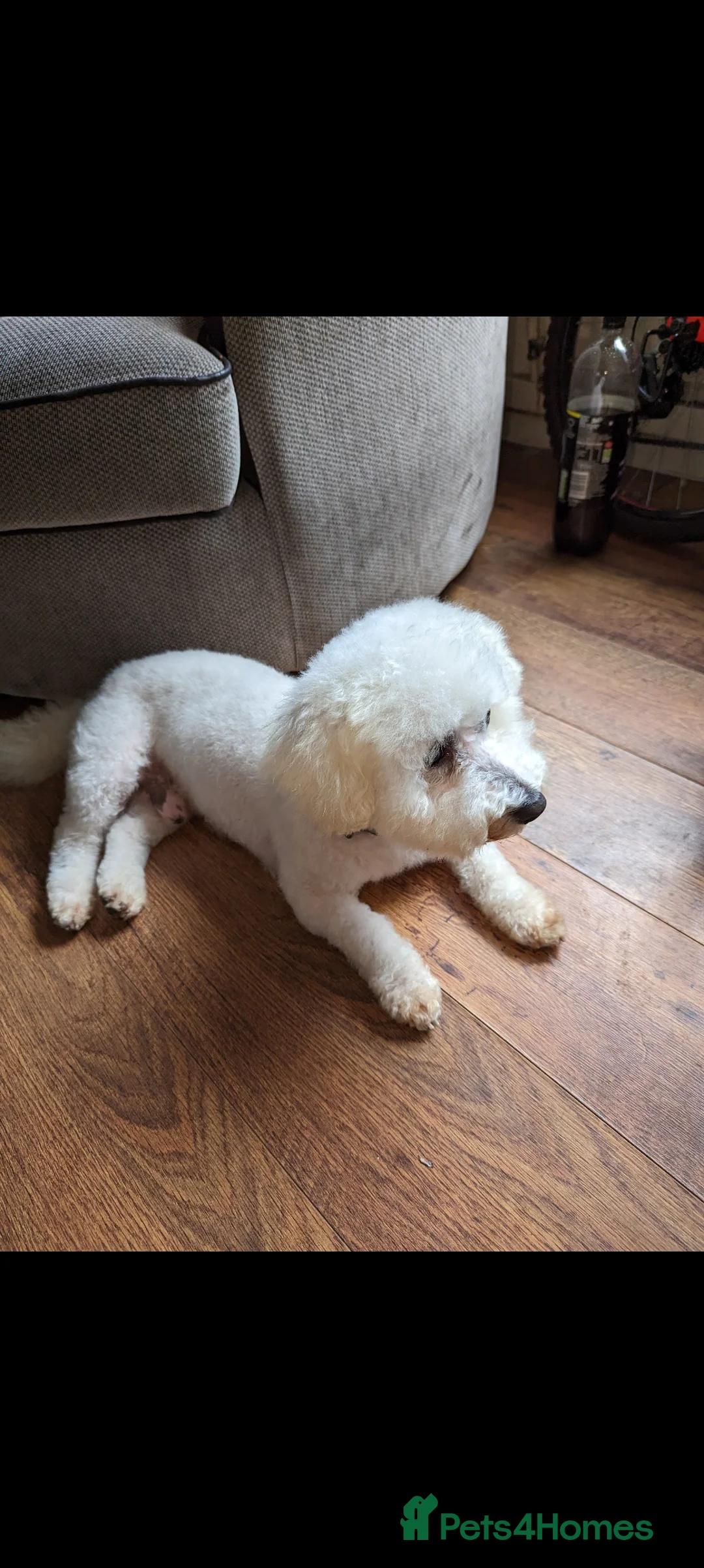Bichon Frise dogs for sale: 9 year old Bichon frise  - Advert 2