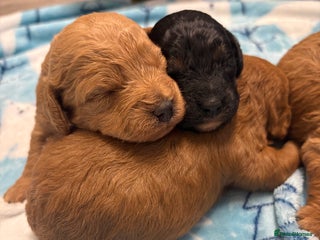 Jackapoo dogs - Advert 2