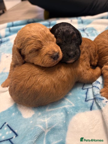 Jackapoo dogs - Advert 2