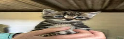 Mixed Breed cats for sale: Kittens for sale in Wotton-under-Edge - Advert 3