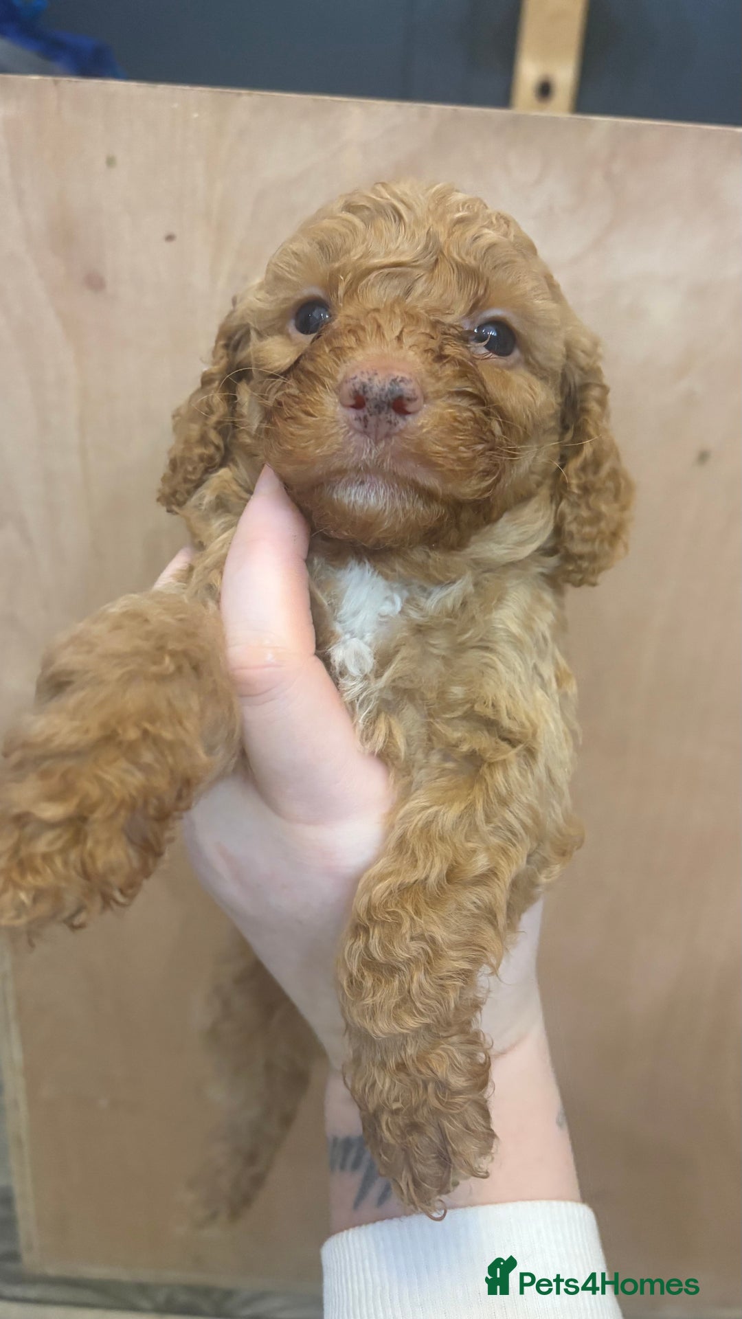 Cockapoo dogs for sale: F1b cockapoos  - Advert 15