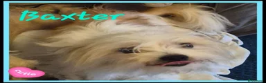 Chorkie 1
