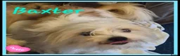 Chorkie dogs for sale: 2 gorgeous Chorkies looking for new homes  - Advert 2