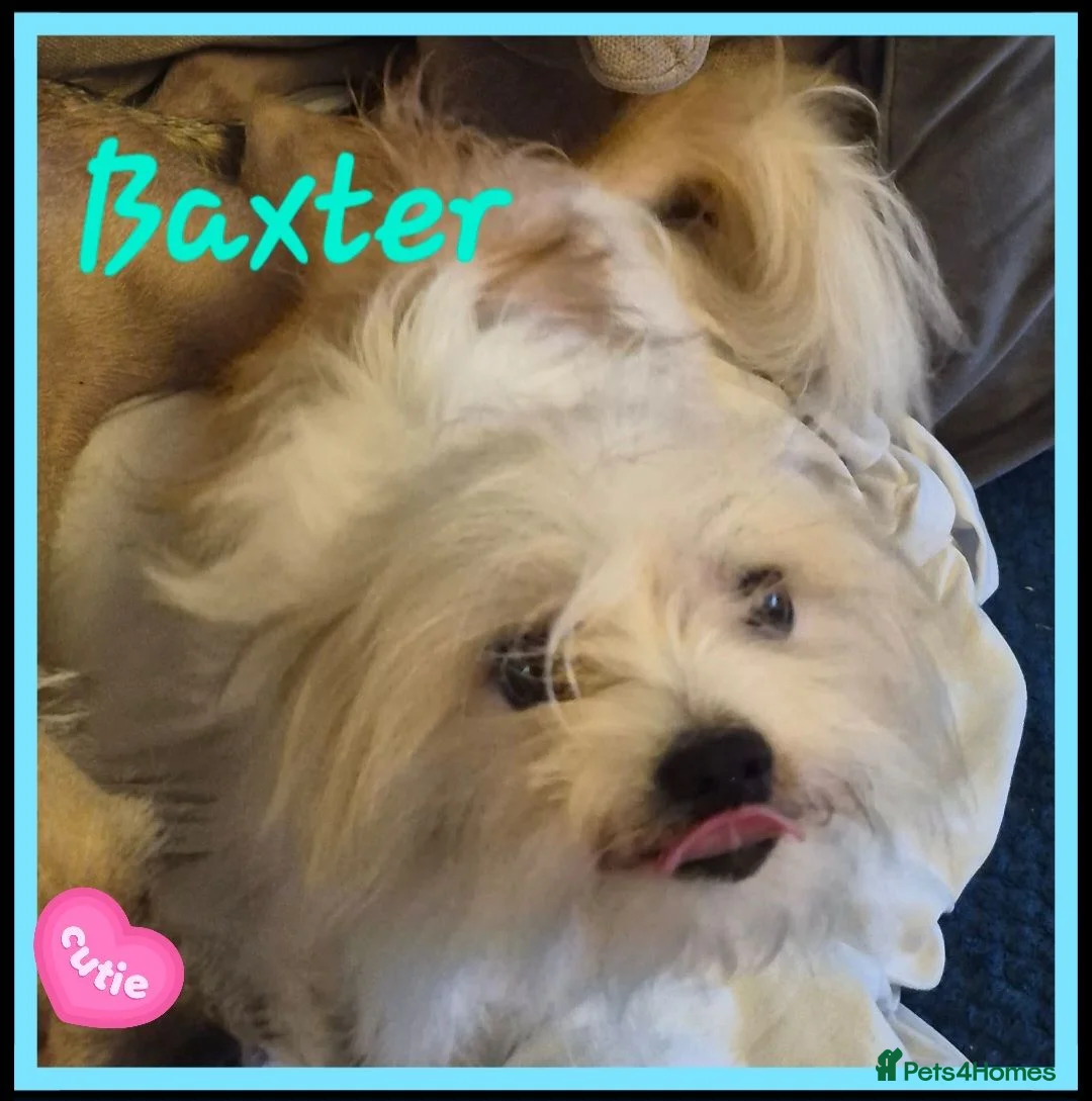 Chorkie dogs for sale: 2 gorgeous Chorkies looking for new homes  - Advert 2