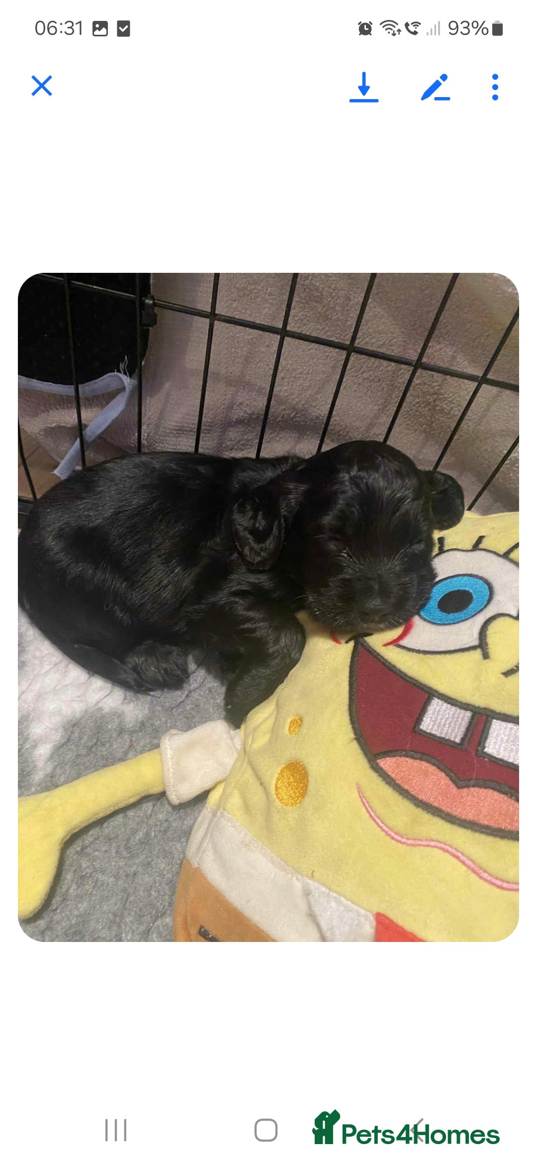 Cocker Spaniel dogs for sale: 6 cocker-spaniel pups  - Image 9