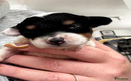 Chinese Crested dogs for sale: Chinese crested powderpuff ready September 12th - Image 32