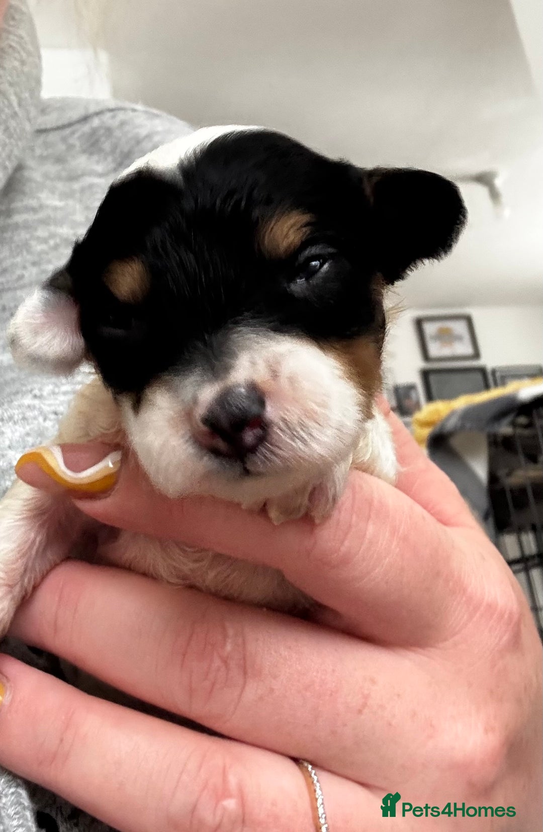 Chinese Crested dogs for sale: Chinese crested powderpuff ready September 12th - Image 32