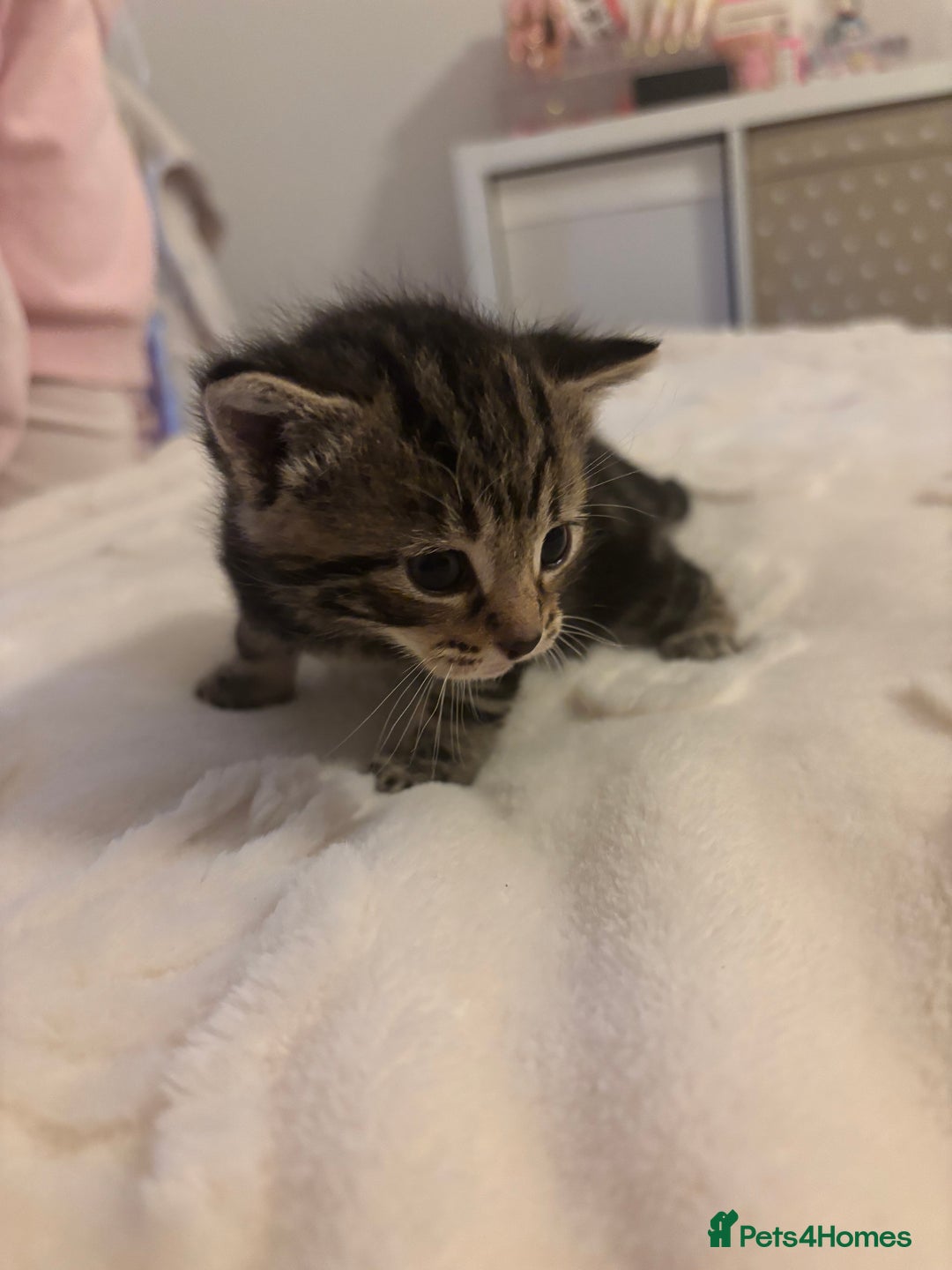 Mixed Breed cats for sale: Mixed breed gorgeous kittens  - Advert 4