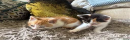 Mixed Breed cats for sale: 2 gorgeous kittens!! - Advert 10