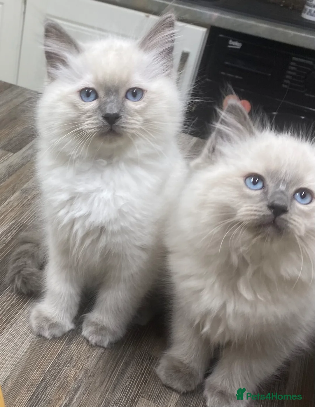 Ragdoll cats for sale: 2 stunning ragdoll boys in Buckie - Advert 1