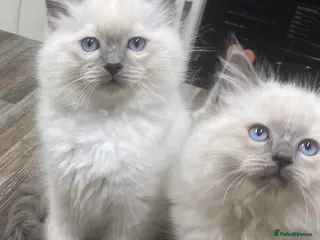 Ragdoll cats 2 stunning ragdoll boys - Advert 1