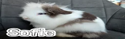 Lionhead rabbits for sale: Fluffy BE Lionhead Rabbits for Sale  - Advert 23