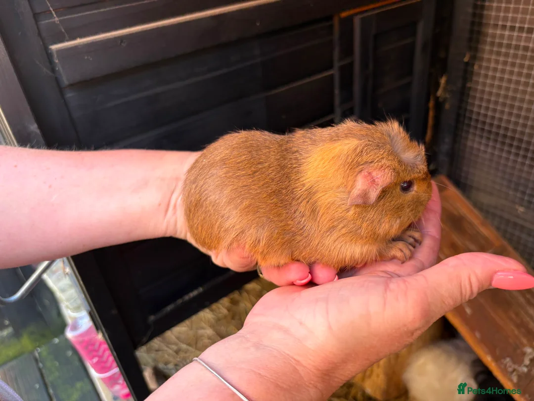 Guinea Pig rodents for sale: Ready to leave now 3 boars left - Advert 10