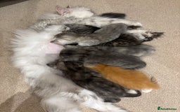 Persian cats for sale: Persian Cross Kittens - GCCF Registered parents - Image 12