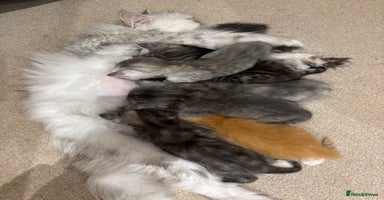 Persian cats - Advert 2