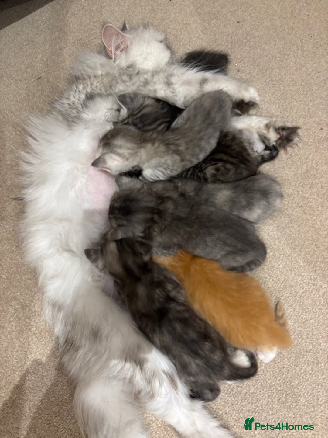 Persian cats for sale: Persian Cross Kittens - GCCF Registered parents - Image 12