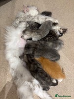 Persian cats - Advert 4