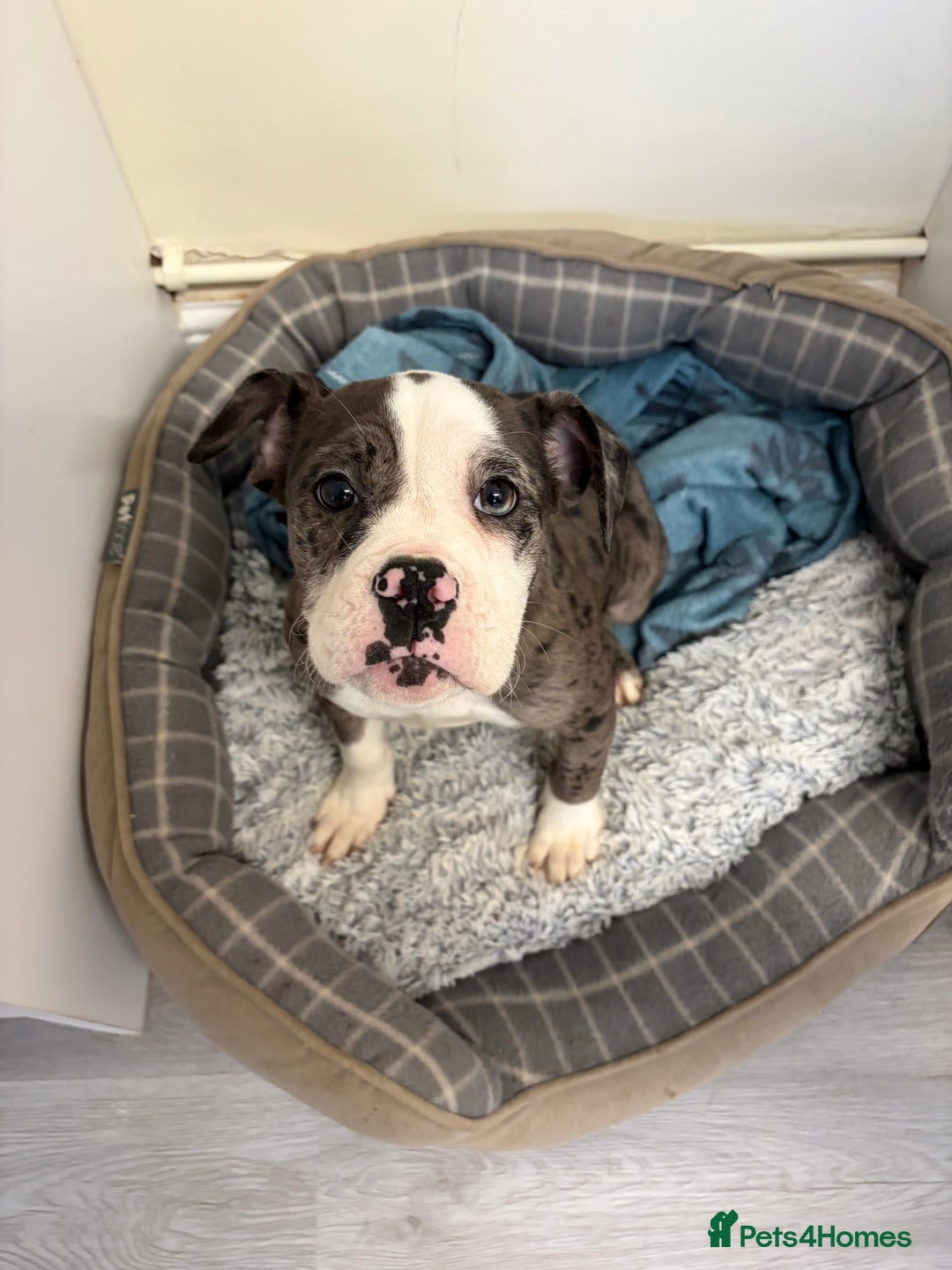 Olde English Bulldogge dogs for sale: Olde English bulldogee - Advert 1