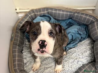 Olde English Bulldogge dogs Olde English bulldogee - Advert 1