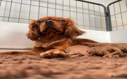 Cavalier King Charles Spaniel dogs for sale: Health Tested parents, Beautiful litter of CKCS - Image 5