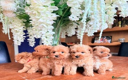 Mixed Breed dogs for sale: STUNNING F1 toy cairn-oodle pups TINY & rare  - Image 19