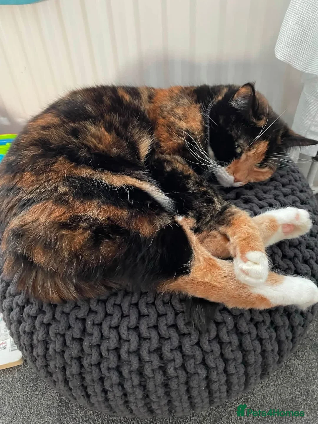 Mixed Breed cats for sale: Marley  - Advert 2