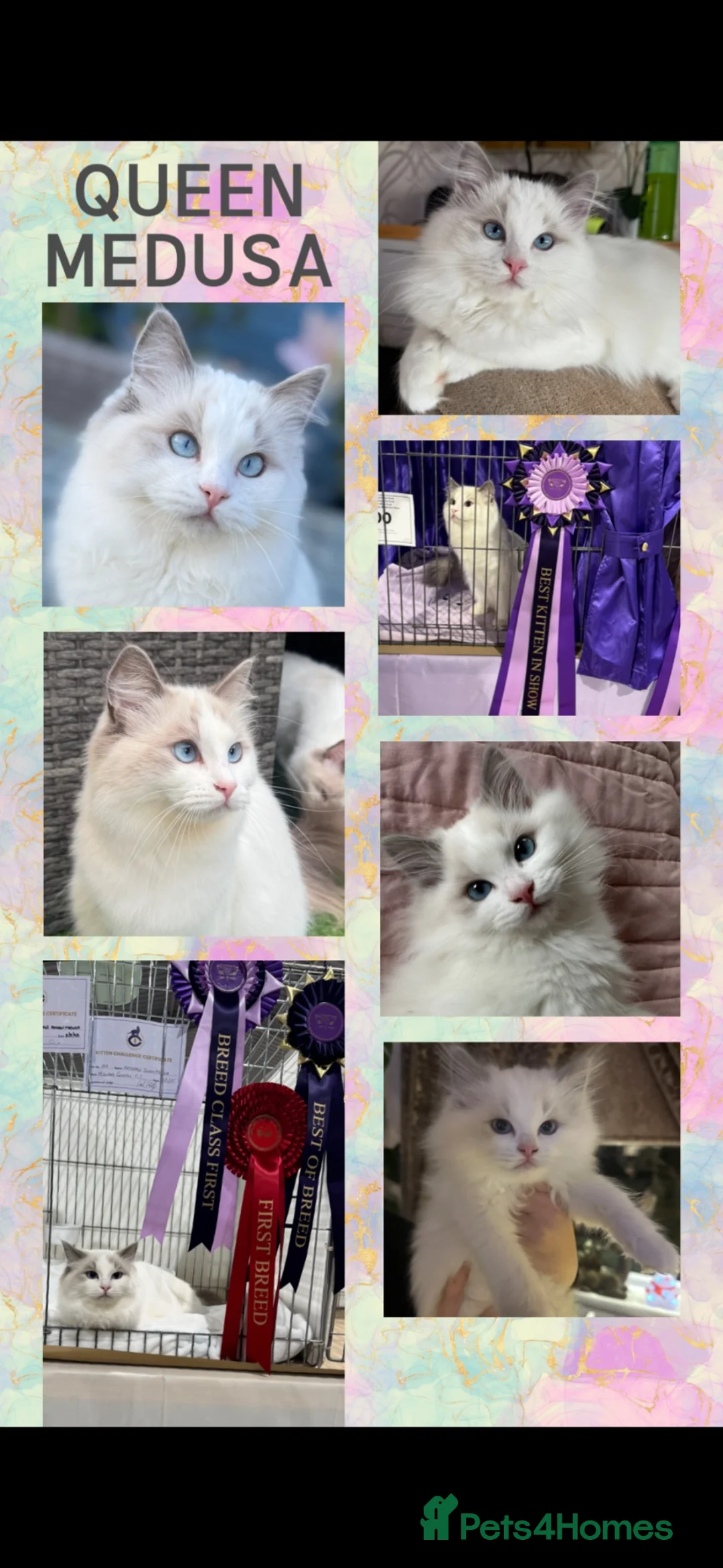Ragdoll cats for sale: 🏆gccf ragdoll kittens outstanding pedigree lines  - Advert 38