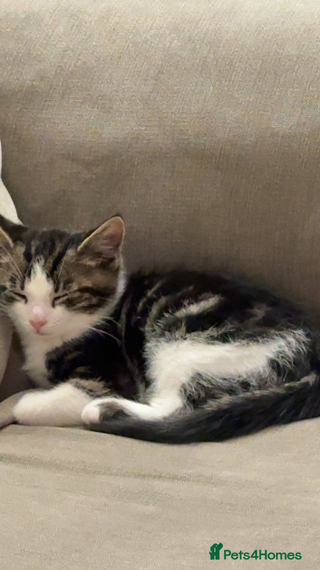 Mixed Breed cats for sale: Male kitten - Advert 3