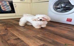 Maltese dogs for sale: Gorgeous Maletese needs rehoming.  - Image 5