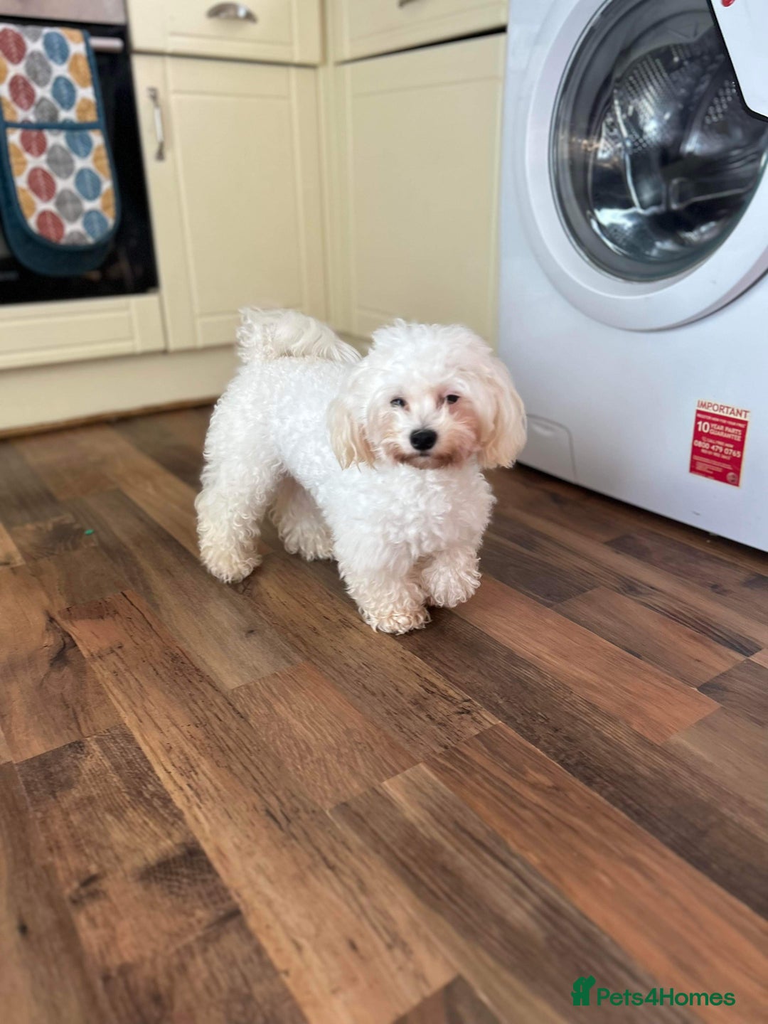 Maltese dogs for sale: Gorgeous Maletese needs rehoming.  - Image 5