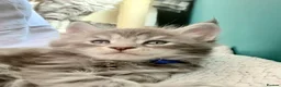 Maine Coon cats for sale: Affectionate, Pedigree Maine Coon Kittens: - Advert 23