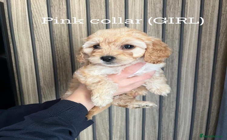 Cockapoo dogs - Advert 16